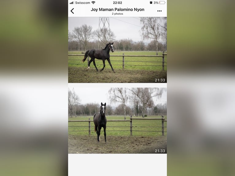 Oldenburger Stute 2 Jahre 160 cm Rappe in Parc chevalin