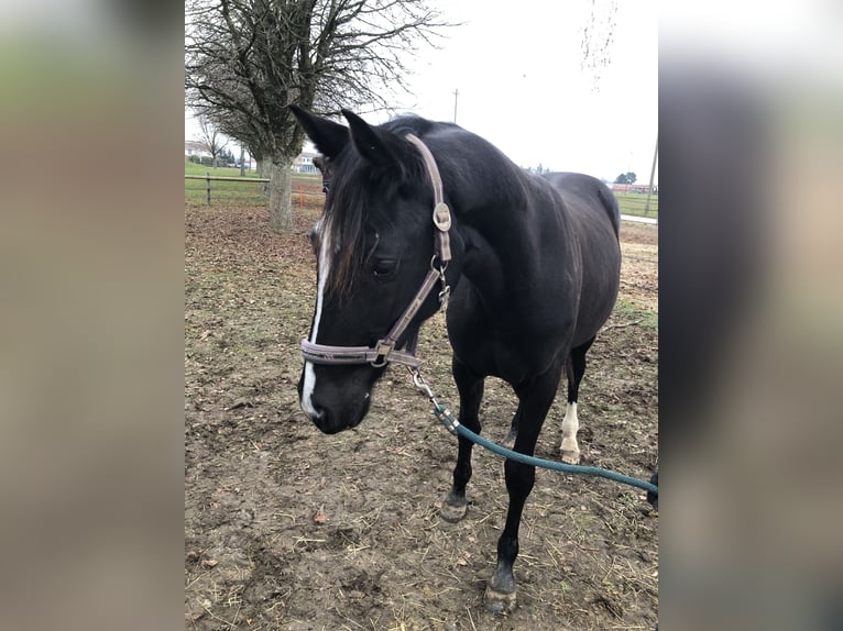 Oldenburger Stute 2 Jahre 160 cm Rappe in Parc chevalin