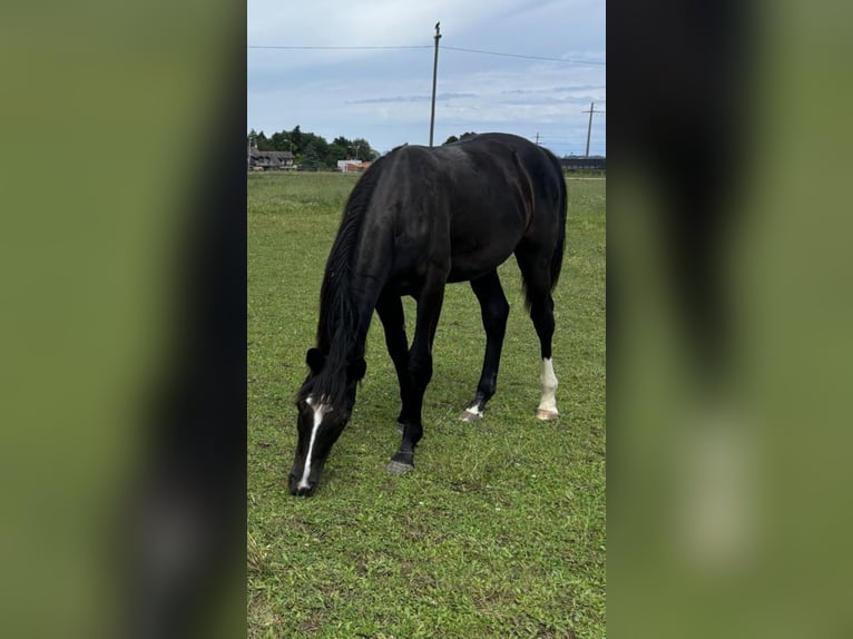 Oldenburger Stute 2 Jahre 160 cm Rappe in Parc chevalin