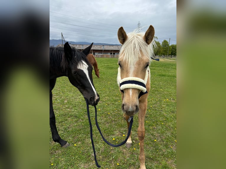 Oldenburger Stute 2 Jahre 160 cm Rappe in Parc chevalin