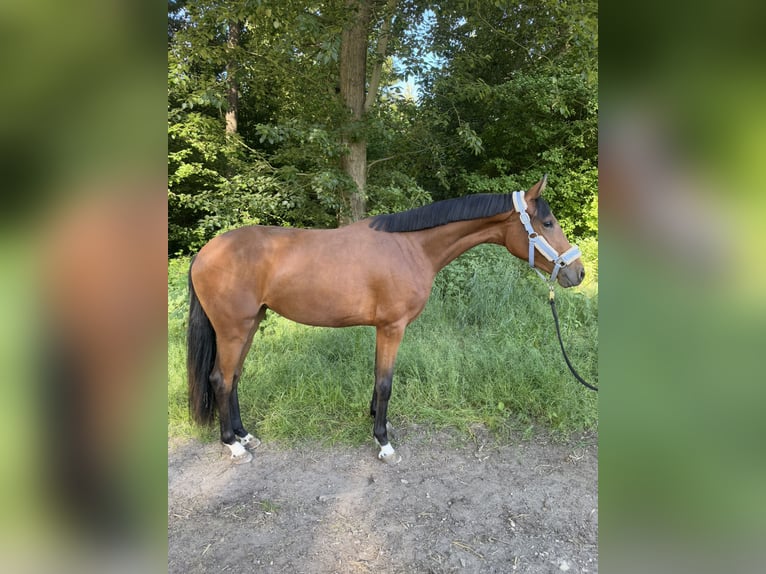 Oldenburger Stute 2 Jahre 162 cm Brauner in Dormagen Oldenburger Stute 2 Jahre 162 cm Brauner in Dormagen