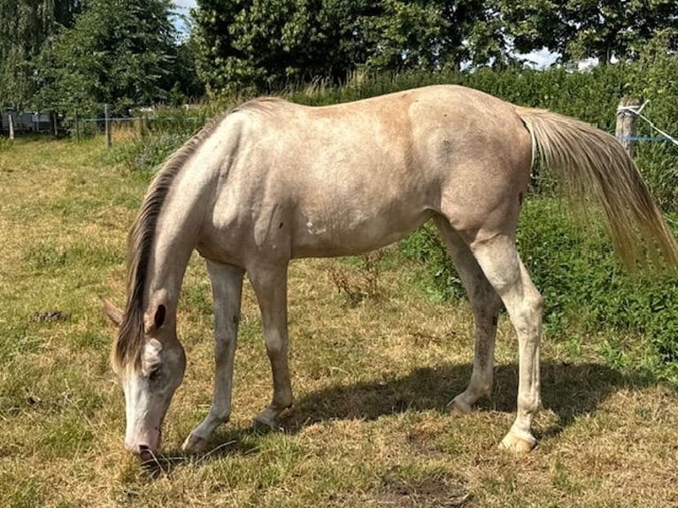 Oldenburger Stute 2 Jahre 165 cm Schecke in Goldenbow