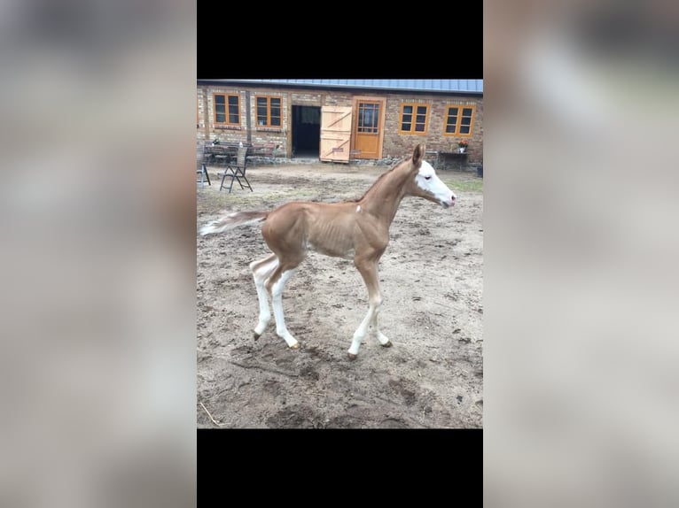 Oldenburger Stute 2 Jahre 165 cm Schecke in Goldenbow