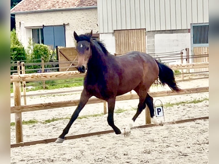 Oldenburger Stute 2 Jahre 165 cm Schwarzbrauner in Chartres