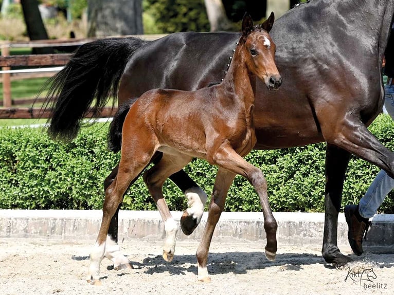 Oldenburger Stute 2 Jahre 165 cm Schwarzbrauner in Chartres