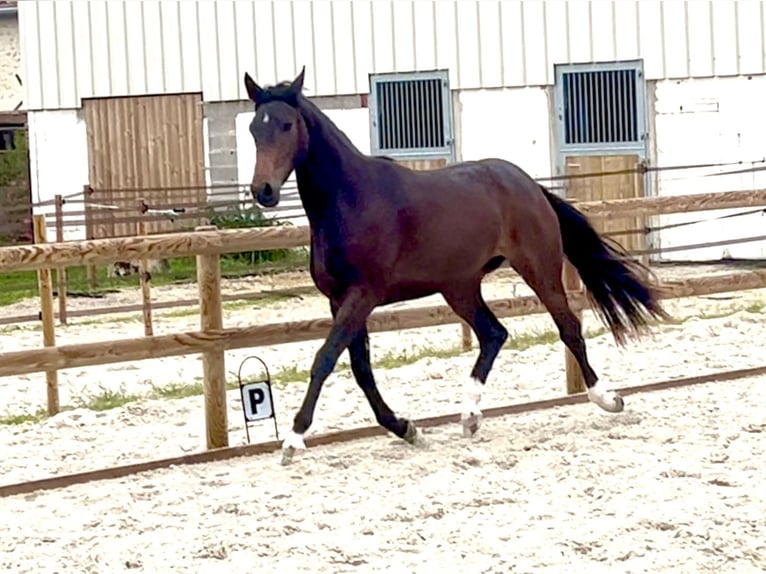 Oldenburger Stute 2 Jahre 165 cm Schwarzbrauner in Chartres