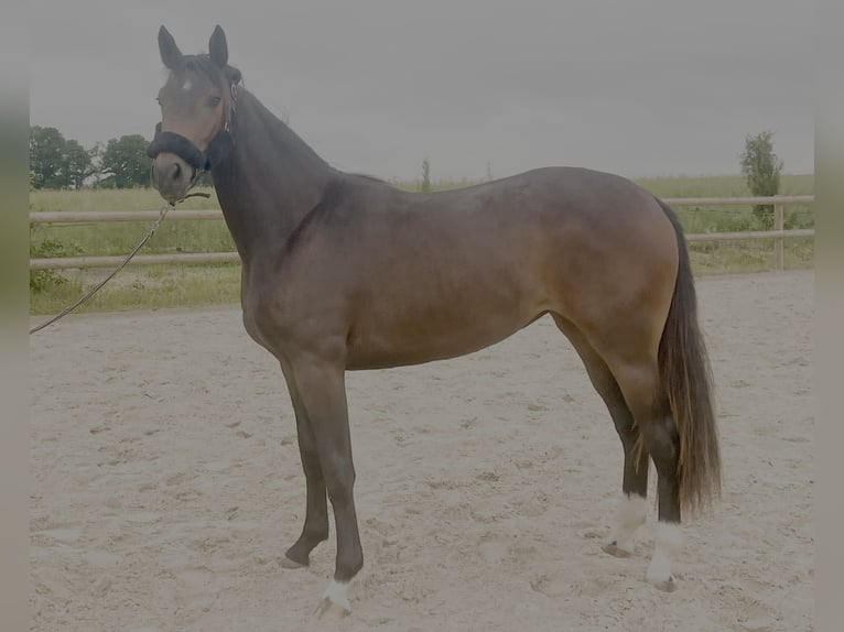 Oldenburger Stute 2 Jahre 165 cm Schwarzbrauner in Chartres