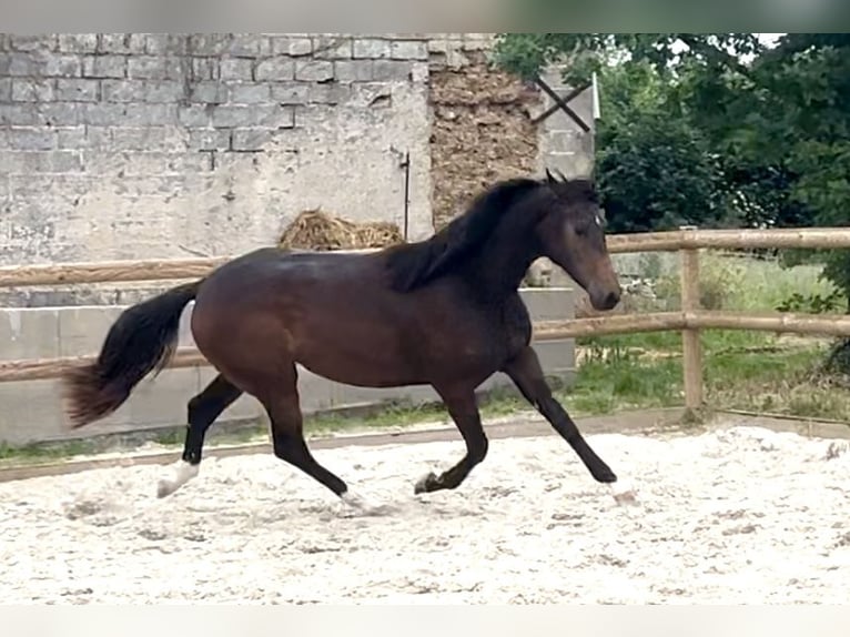 Oldenburger Stute 2 Jahre 165 cm Schwarzbrauner in Chartres