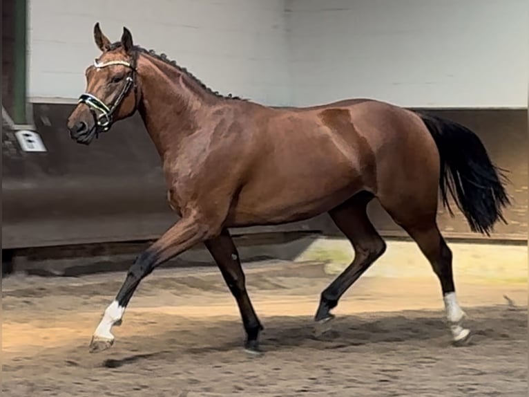 Oldenburger Stute 2 Jahre 166 cm Brauner in Bramsche