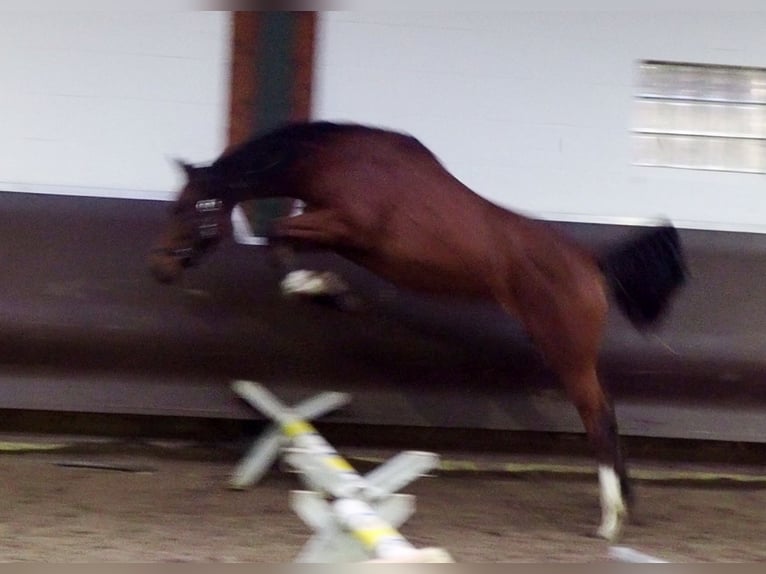 Oldenburger Stute 2 Jahre 166 cm Brauner in Bramsche