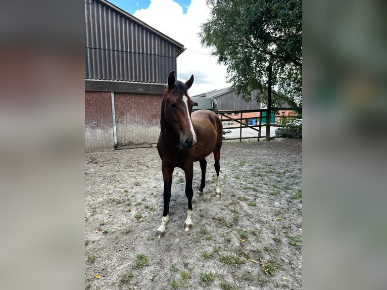 Oldenburger Stute 2 Jahre 166 cm Brauner in Elsfleth