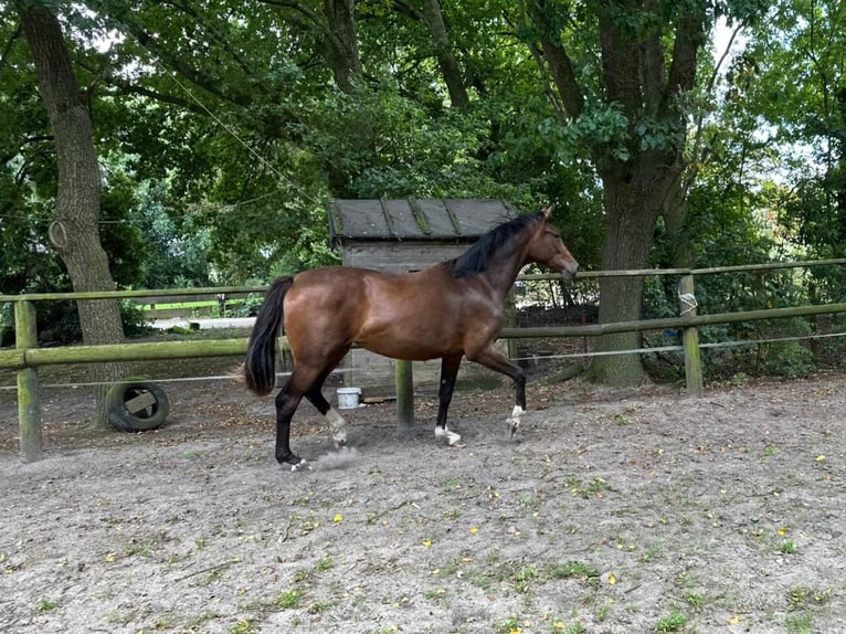 Oldenburger Stute 2 Jahre 166 cm Brauner in Elsfleth