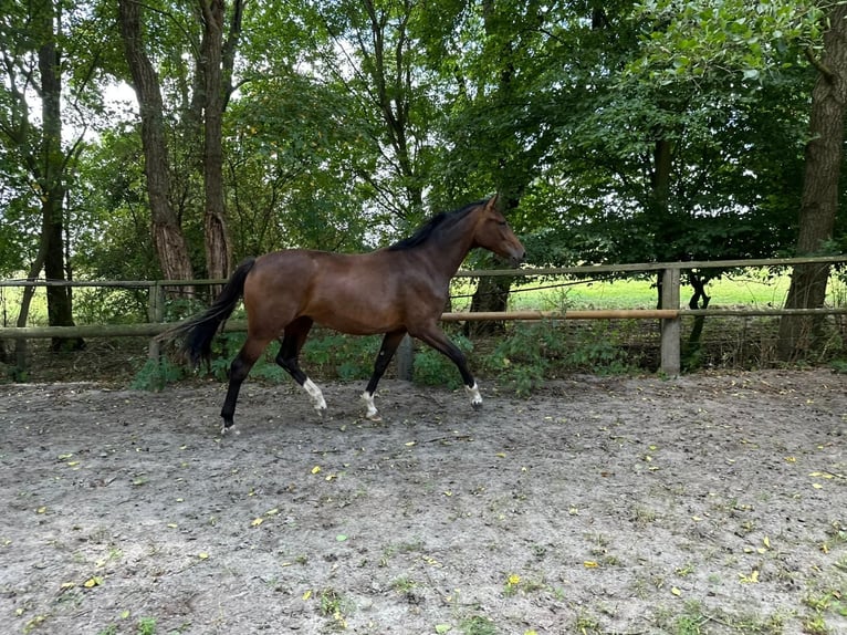 Oldenburger Stute 2 Jahre 166 cm Brauner in Elsfleth
