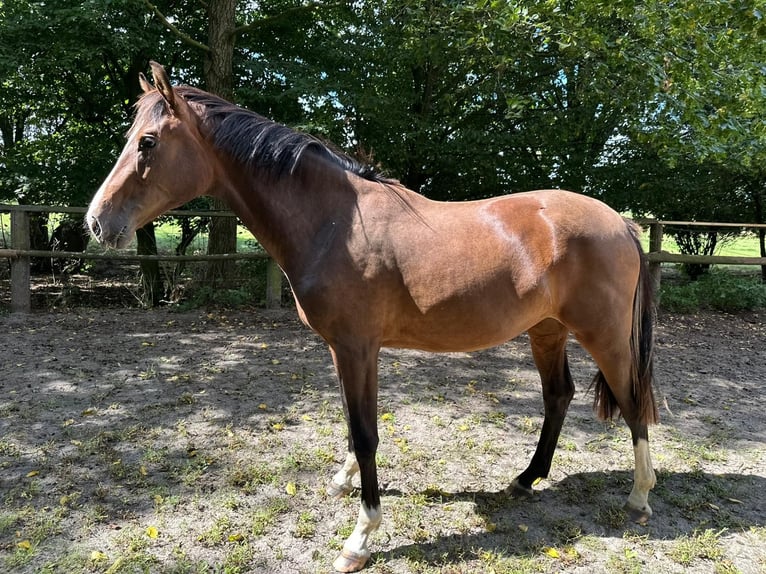 Oldenburger Stute 2 Jahre 166 cm Brauner in Elsfleth