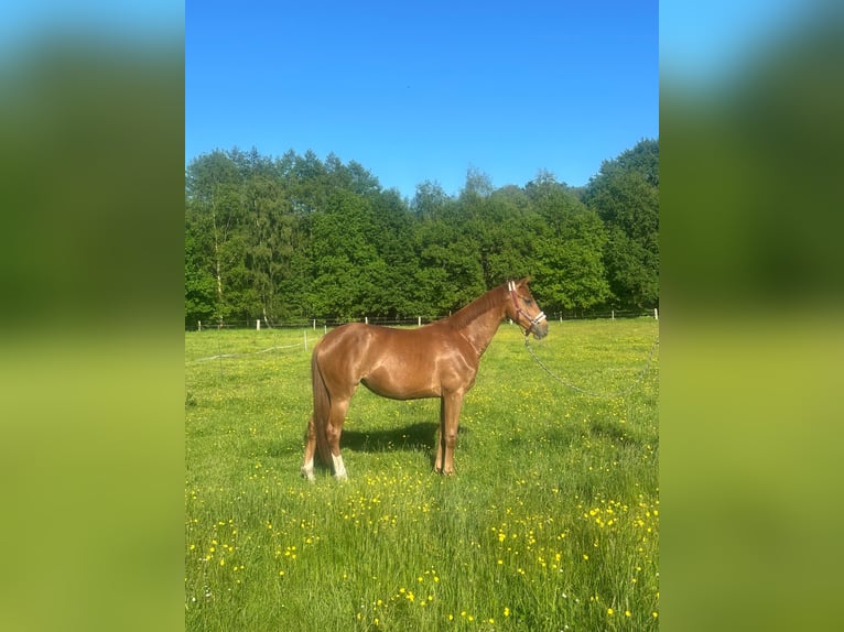 Oldenburger Stute 2 Jahre 166 cm Dunkelfuchs in Edewecht