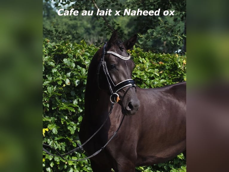Oldenburger Stute 2 Jahre 167 cm Brauner in Bramsche
