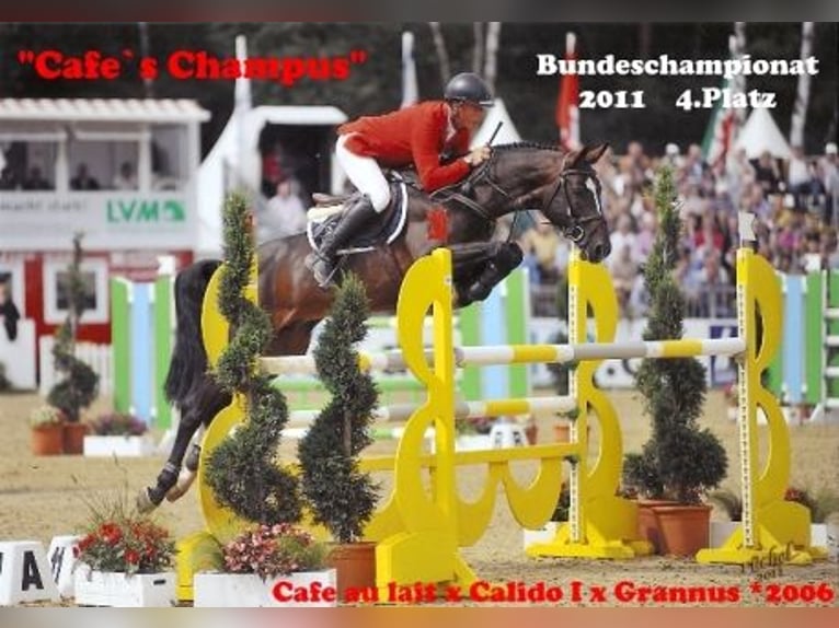 Oldenburger Stute 2 Jahre 167 cm Brauner in Bramsche