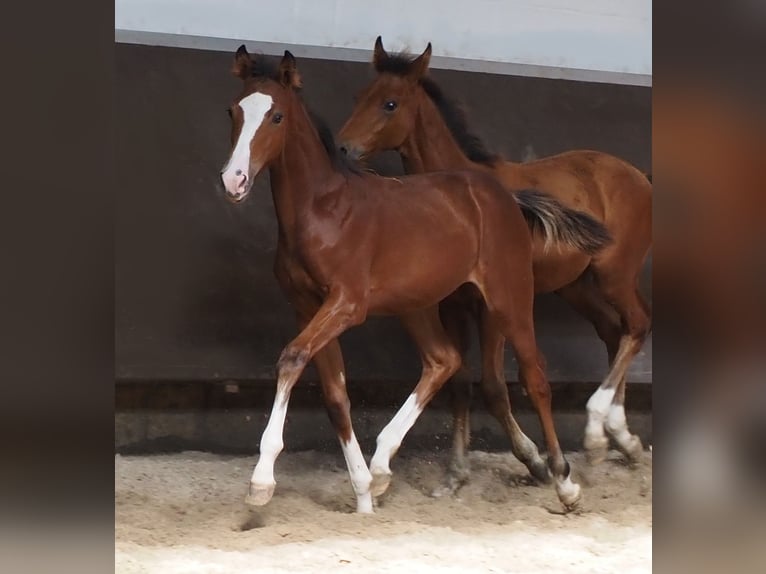 Oldenburger Stute 2 Jahre 167 cm Brauner in Bramsche