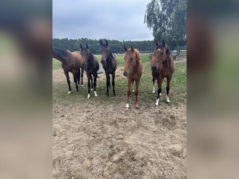 Oldenburger Stute 2 Jahre 167 cm Dunkelfuchs in Niemegk