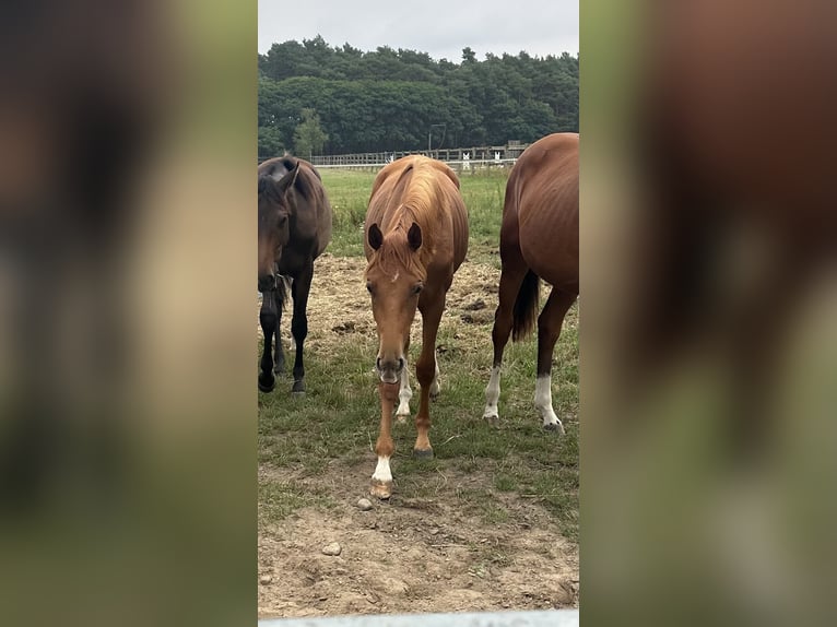 Oldenburger Stute 2 Jahre 167 cm Dunkelfuchs in Niemegk