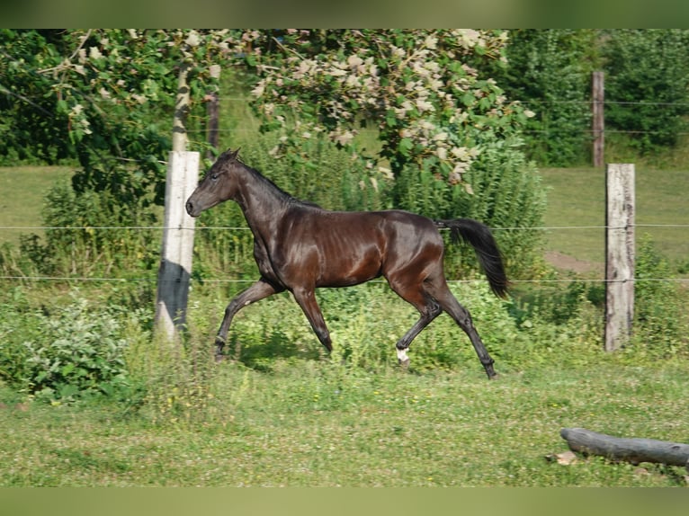 Oldenburger Stute 2 Jahre 167 cm Rappe in Straskov