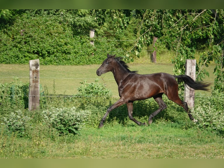 Oldenburger Stute 2 Jahre 167 cm Rappe in Straskov