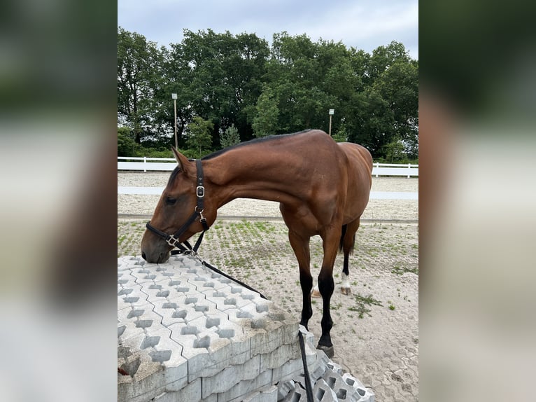 Oldenburger Stute 2 Jahre 168 cm Brauner in Friedeburg