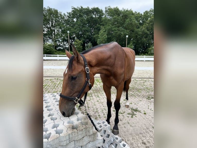 Oldenburger Stute 2 Jahre 168 cm Brauner in Friedeburg