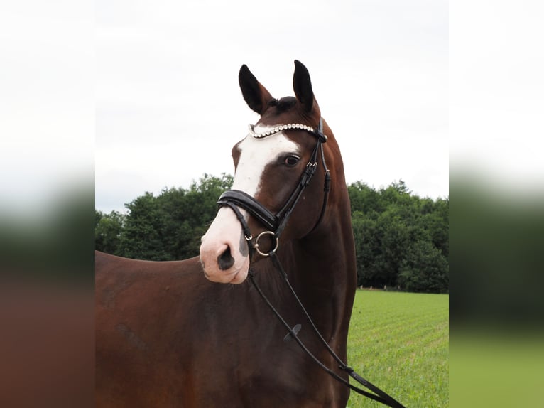 Oldenburger Stute 2 Jahre 168 cm Dunkelbrauner in Bramsche