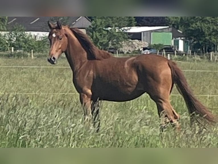 Oldenburger Stute 2 Jahre 168 cm Fuchs in Leer (Ostfriesland)