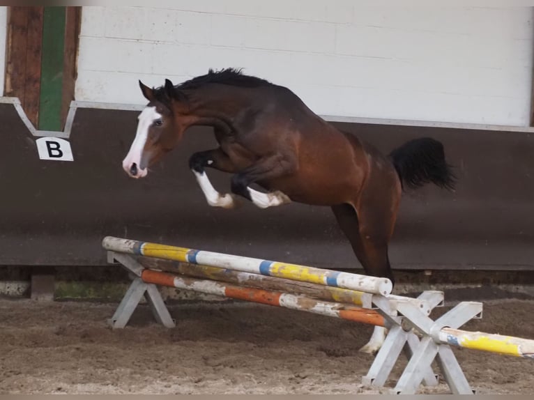Oldenburger Stute 2 Jahre 169 cm Brauner in Bramsche