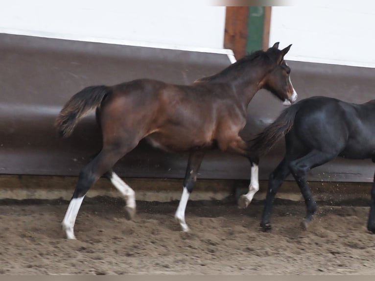 Oldenburger Stute 2 Jahre 169 cm Brauner in Bramsche