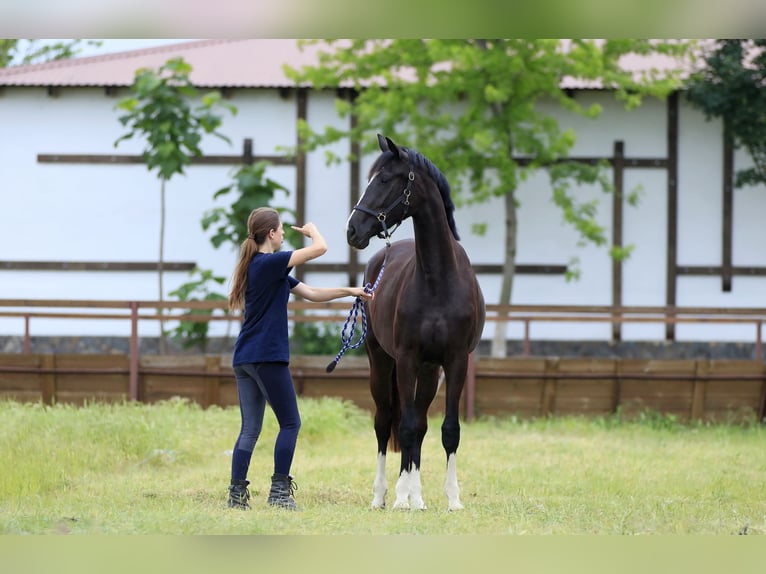 Oldenburger Stute 2 Jahre 169 cm Rappe in Brytivka