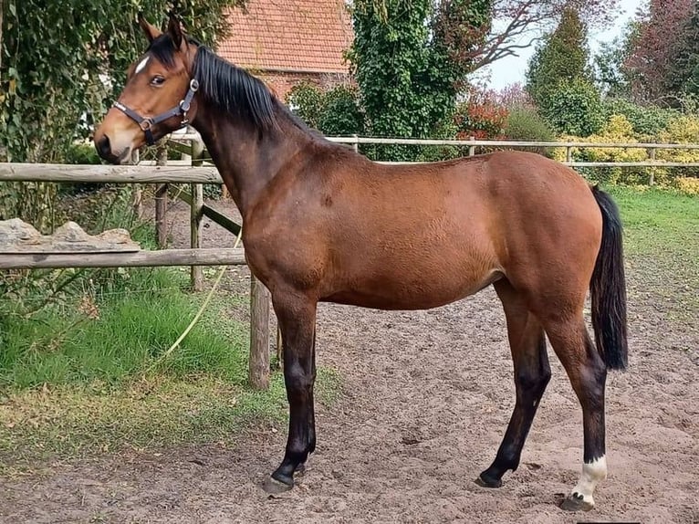 Oldenburger Stute 2 Jahre 170 cm Brauner in Hude (Oldenburg)