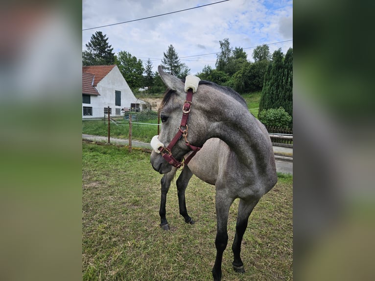 Oldenburger Stute 2 Jahre 170 cm Kann Schimmel werden in Carlsberg