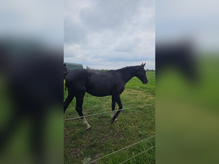 Oldenburger Stute 2 Jahre 170 cm Rappe in Gro&#xDF; Roge