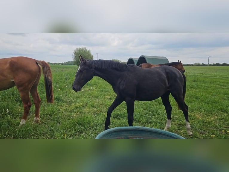 Oldenburger Stute 2 Jahre 170 cm Rappe in Gro&#xDF; Roge