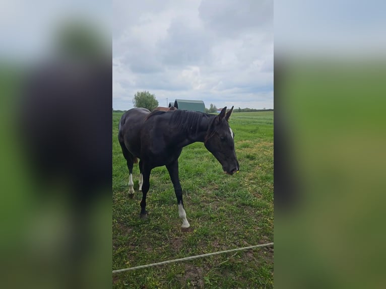 Oldenburger Stute 2 Jahre 170 cm Rappe in Gro&#xDF; Roge