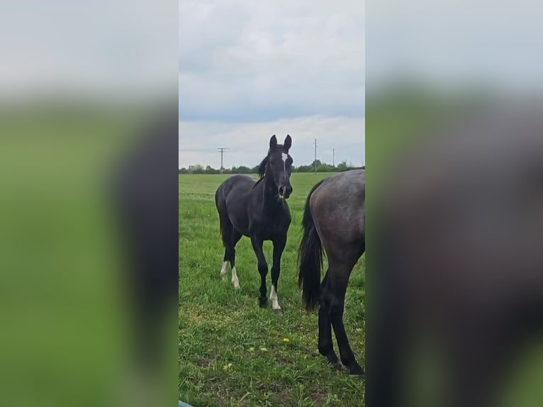 Oldenburger Stute 2 Jahre 170 cm Rappe in Gro&#xDF; Roge