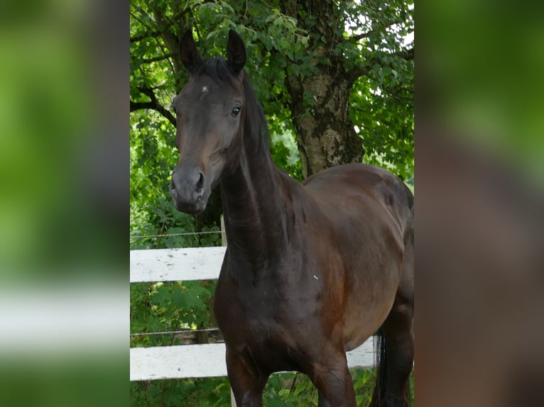 Oldenburger Stute 2 Jahre 174 cm Schwarzbrauner in Greifenstein