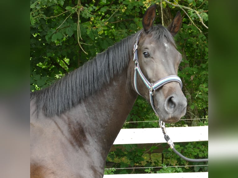 Oldenburger Stute 2 Jahre 174 cm Schwarzbrauner in Greifenstein