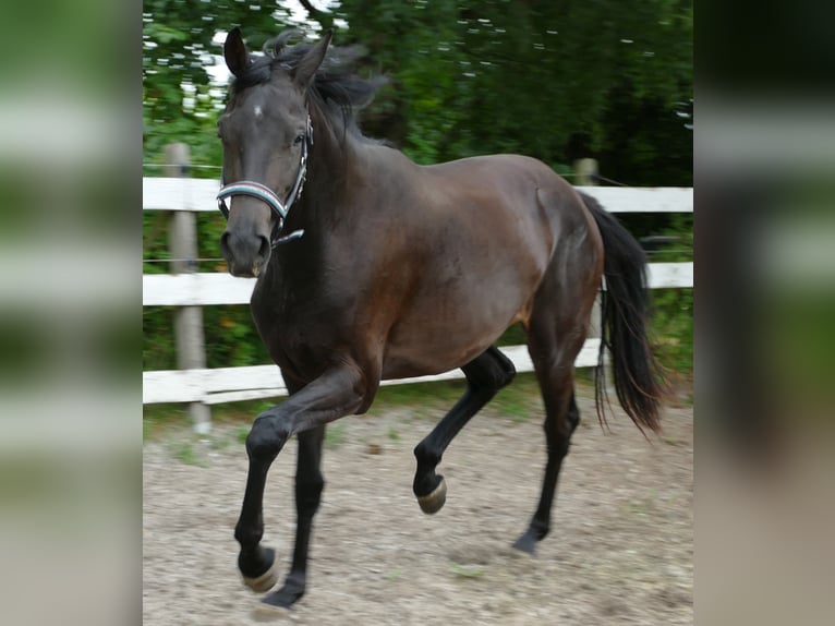 Oldenburger Stute 2 Jahre 174 cm Schwarzbrauner in Greifenstein