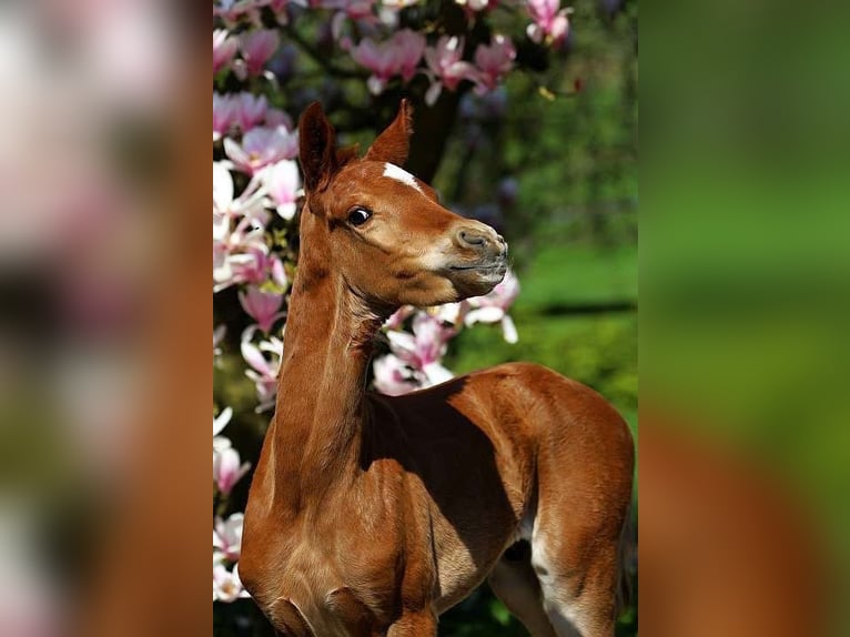 Oldenburger Stute 2 Jahre in Lienen