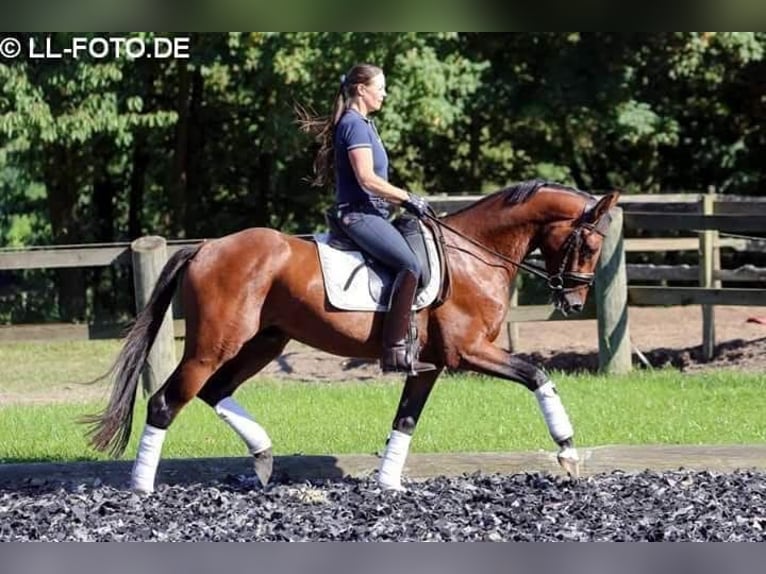 Oldenburger Stute 2 Jahre in Lienen