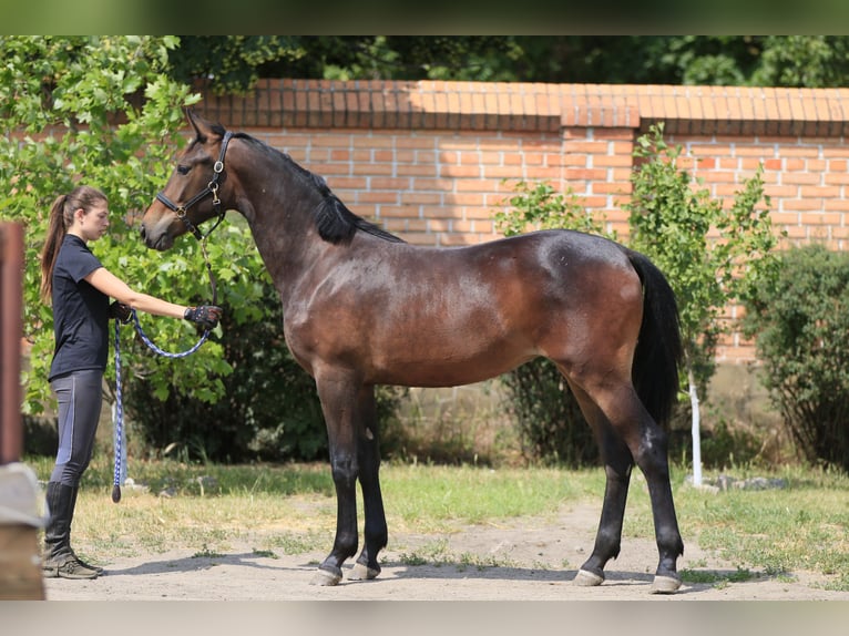 Oldenburger Stute 2 Jahre in Stud