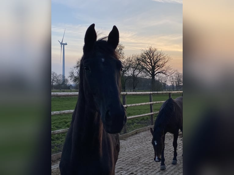 Oldenburger Stute 2 Jahre Rappe in Altenberge