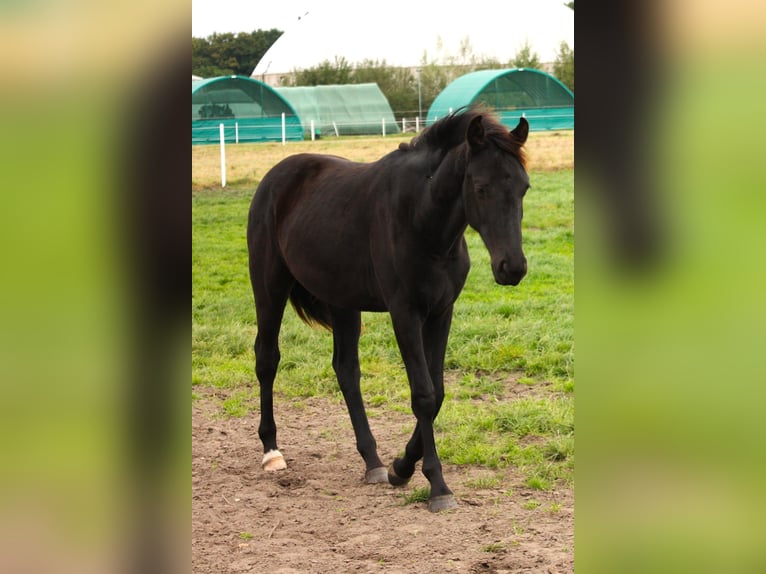 Oldenburger Stute 2 Jahre Schwarzbrauner in Hankensbüttel