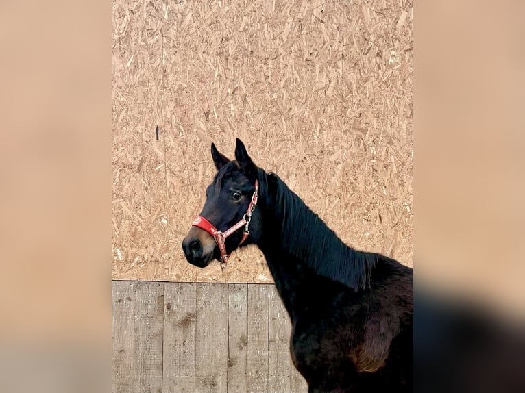 Oldenburger Stute 2 Jahre Schwarzbrauner in Helferskirchen