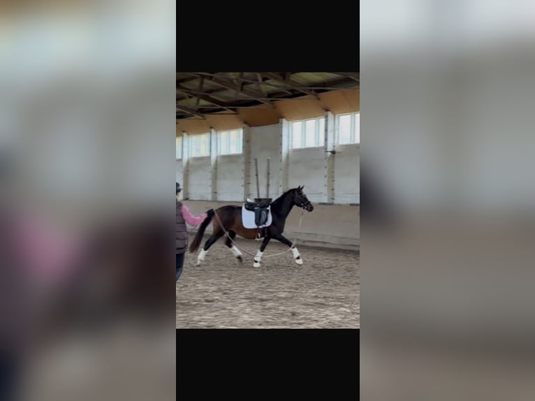 Oldenburger Stute 3 Jahre 152 cm Dunkelbrauner in Perwenitz