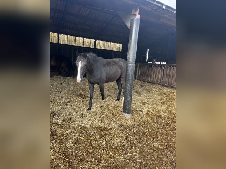 Oldenburger Stute 3 Jahre 153 cm Rappe in Brunssum